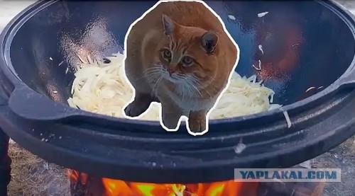 Плов