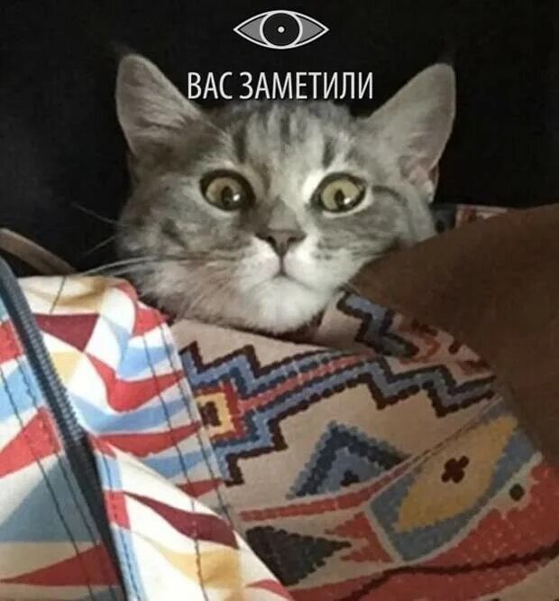 Привет, котовторник!
