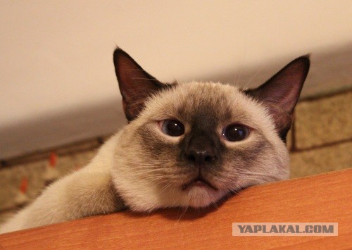 Осень на носу