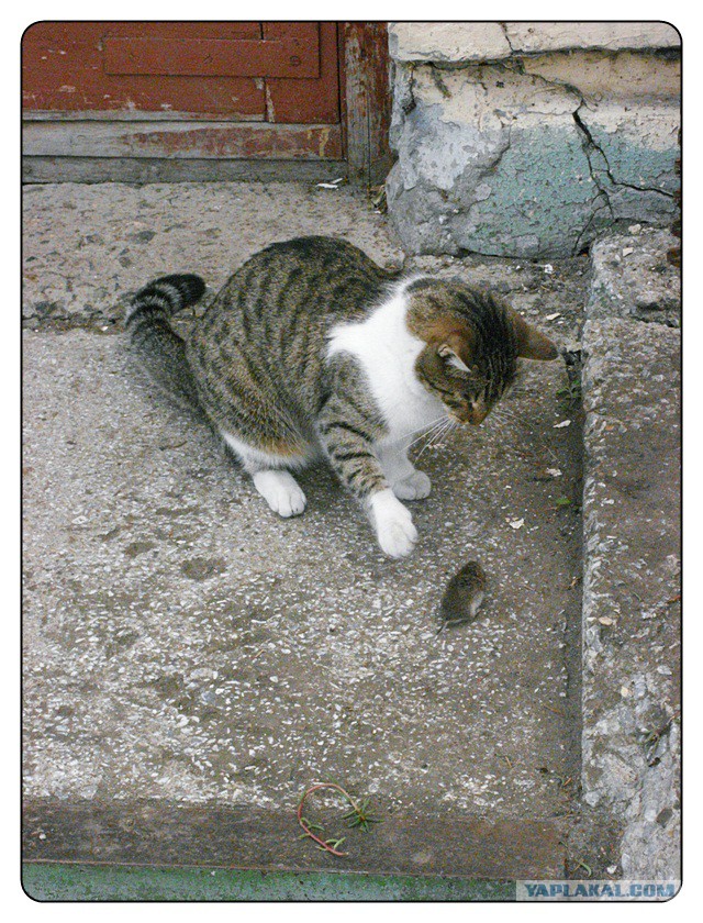 Котовторник   15.04.2014