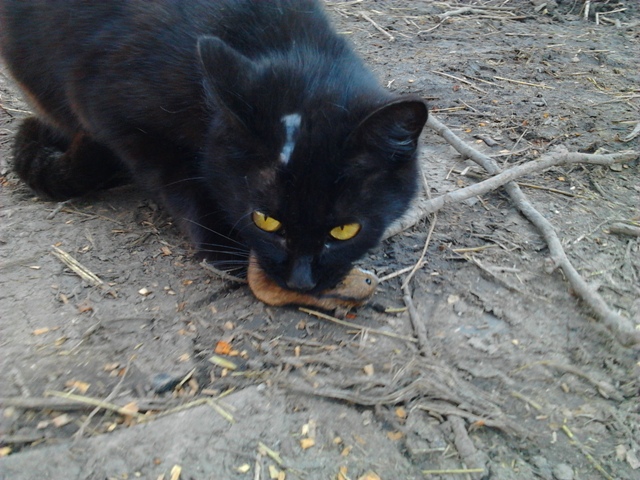 Котовторник 22.04.2014
