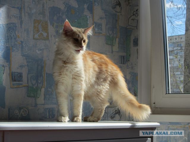 Котовторник 29.04.14.