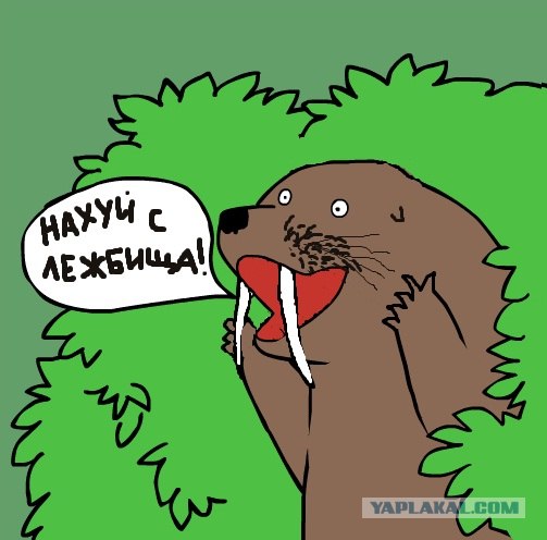 Медведи почти на все случаи жизни