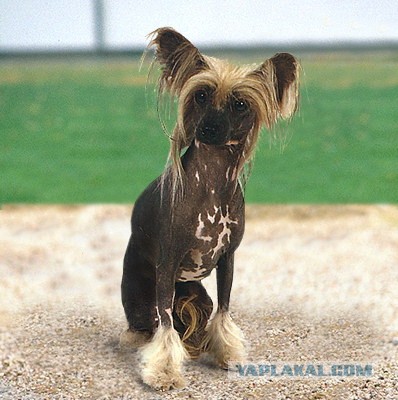 Кормит бультерьера