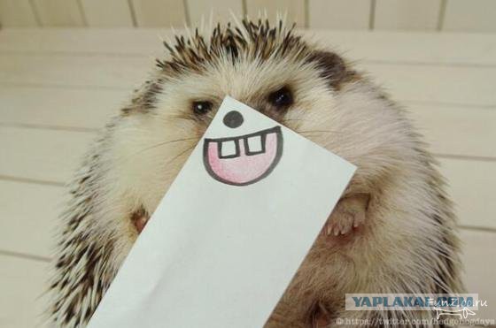 Чёрт, чёрт, чёрт!