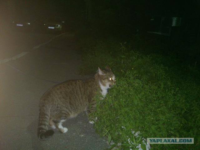 Реакция домашних котов, впервые вышедших на улицу