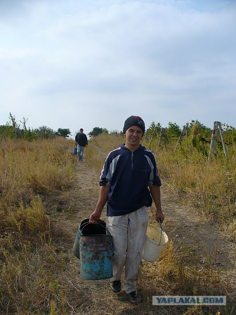 Сбор винограда в Молдавии