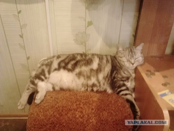 Как спят кошки: интересные факты