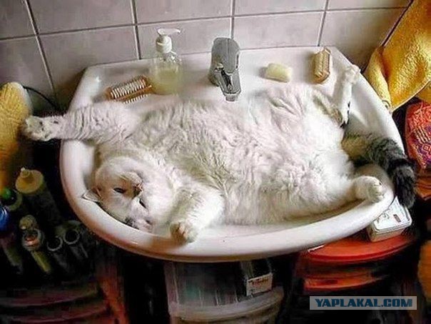 20 самых известных котов в интернете.