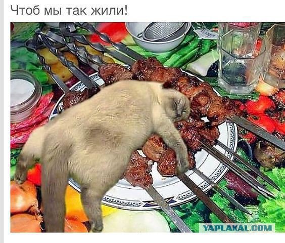 Антикот