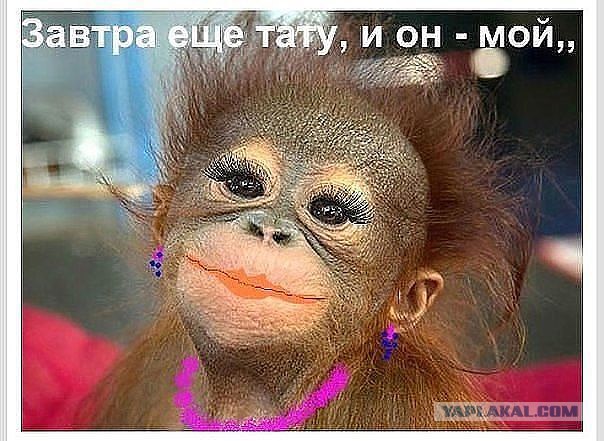 Типичный ЯП