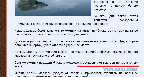 Убийство белого медведя