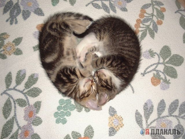 Коты, кошки, котята