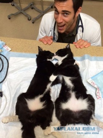 Сексуальный ветеринар покорил Интернет снимками с животными