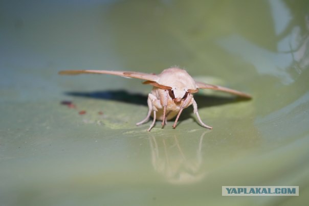 Вечерний Геленджик