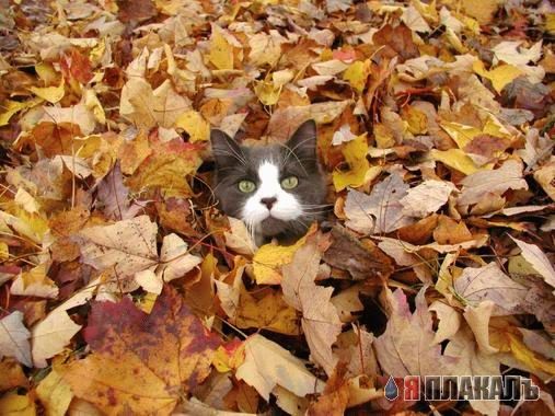 КошкоЛето!