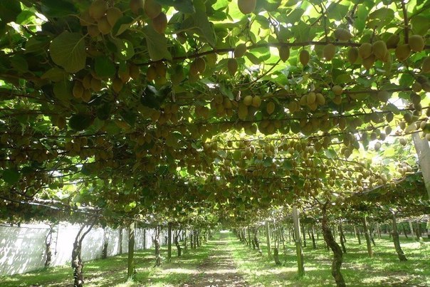 Картинки для отдыха глаз