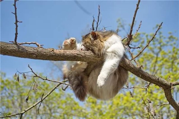 Прикольные животные