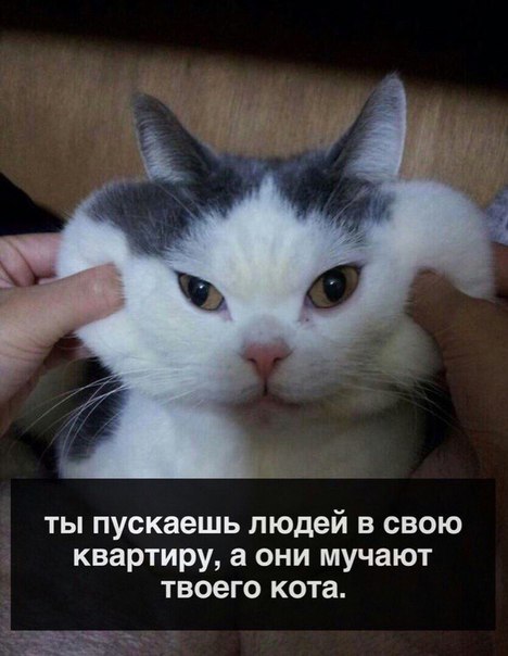 Коты из сети