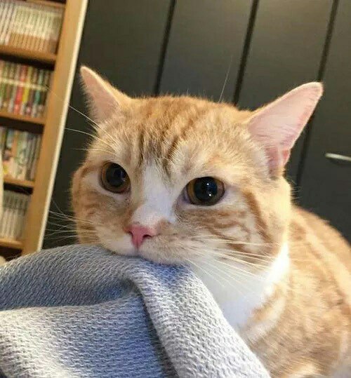 Коты из сети