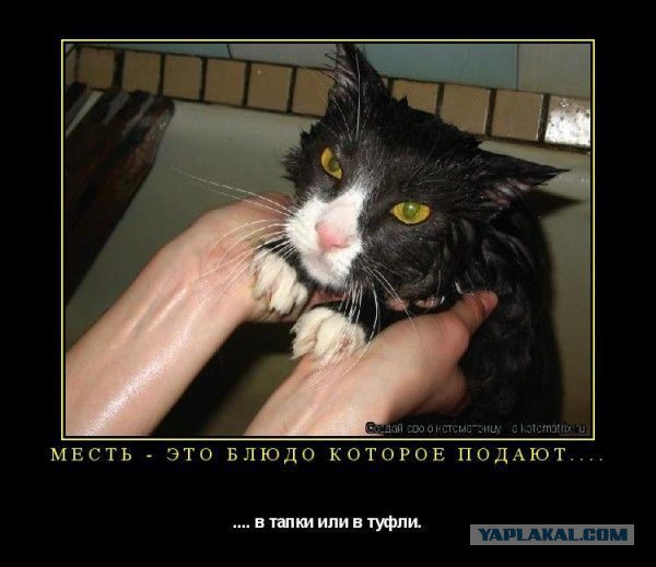 Видео про то, как кошка купается в ванной с хозяйкой