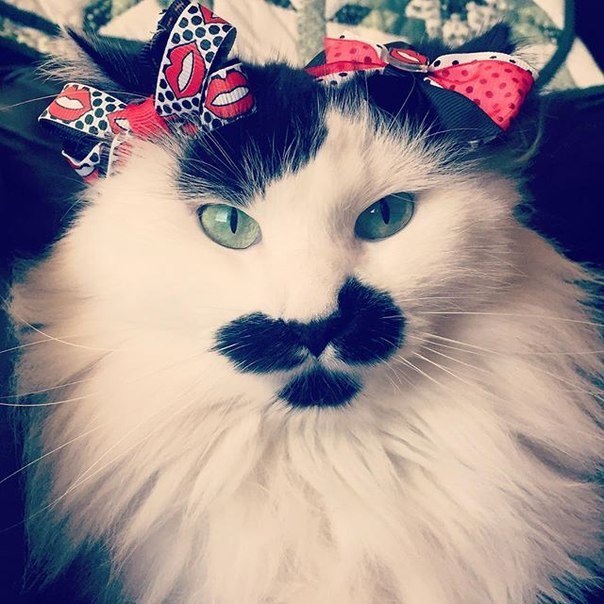 Коты и Кошки