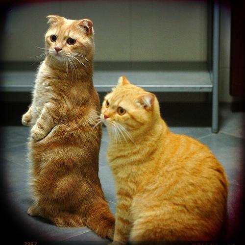Коты и Кошки