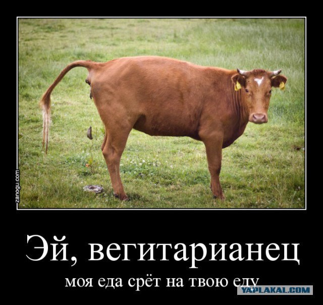 Секс с веганкой