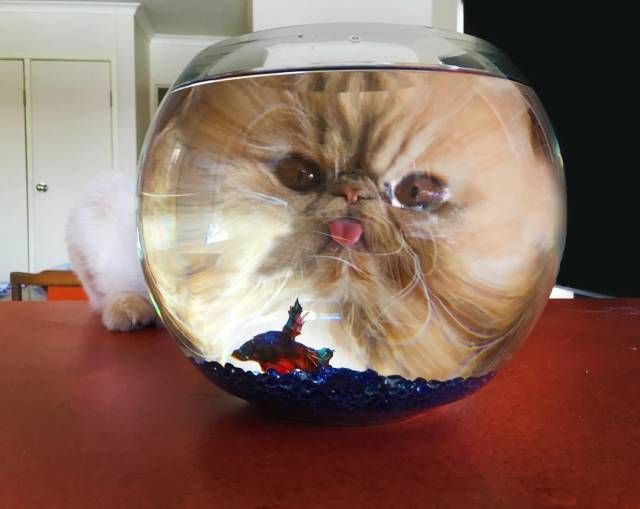 Коты и Кошки