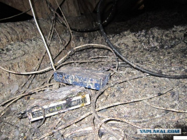 Кошкам вернут доступ в подвалы жилых домов