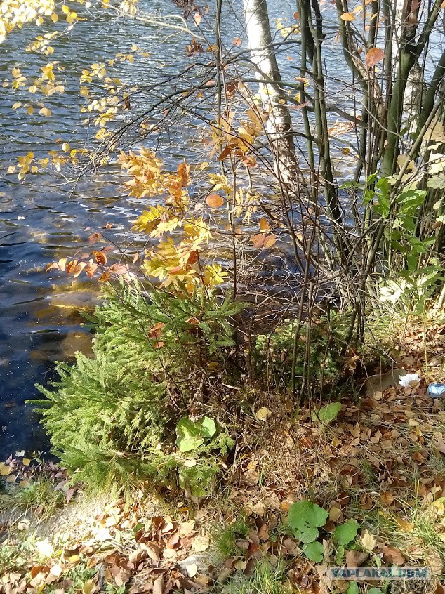 Просто Природа