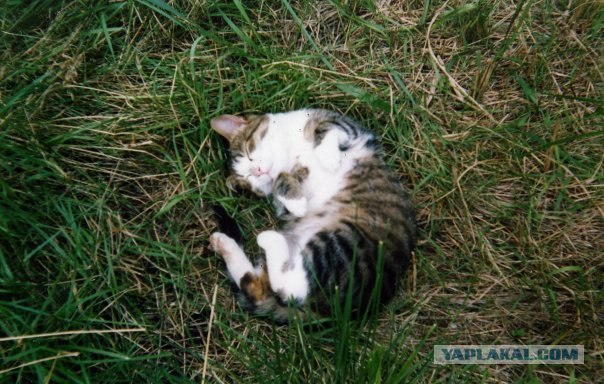 Даёшь Котовторник на ЯПе! (29.07.08)