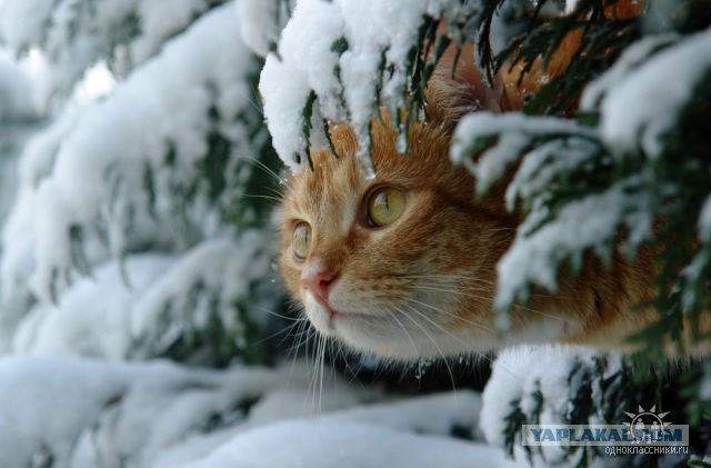 Уррааа! Котомет на ЯПлакалъ.