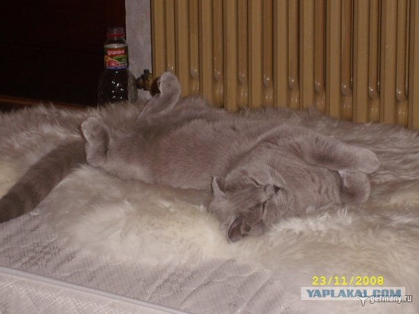 Котовторник на ферме (65 фот)