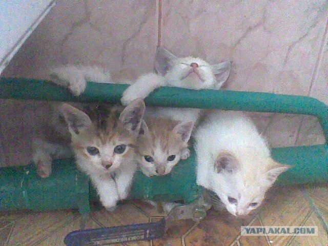 Котосреда (06.05.2009)