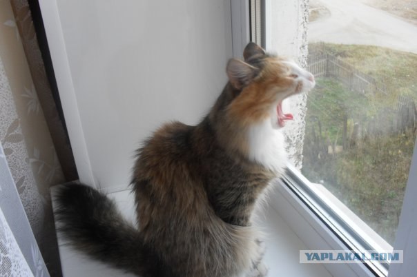 Начинаем котовторник!