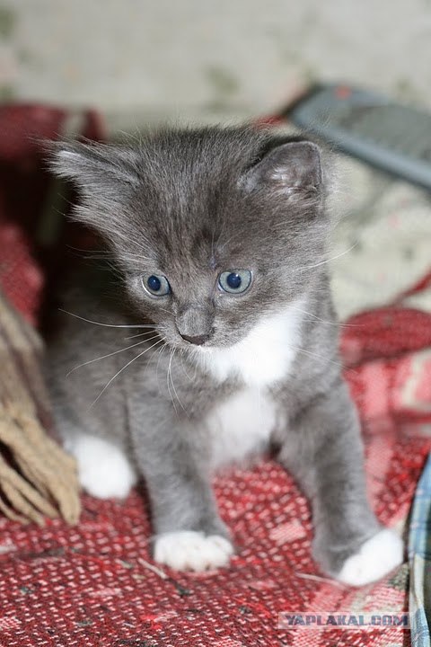 Первый котовторник июля
