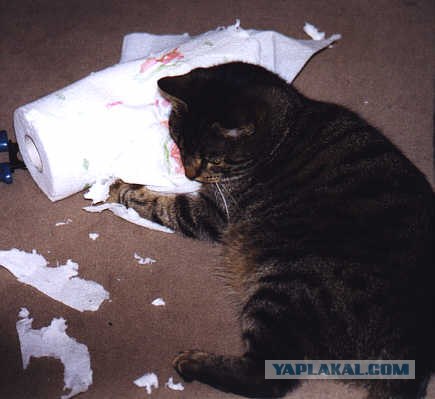 Котовторник (начало в супермаркете!)