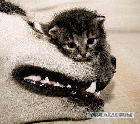 Котовторник (31.01.2012)