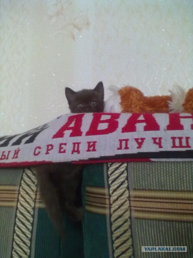 Котовторник  от 3.04.2012
