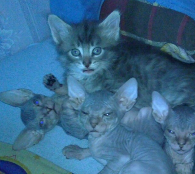 Забавные фото котеек