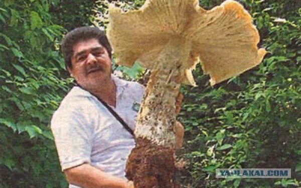 Царевна - лягушка