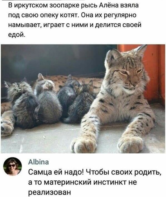 Прикольные комментарии и высказывания из Сети