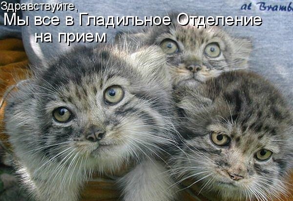 Добрая, нежная, домашняя