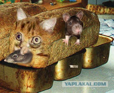 Вы едите то, что трогаете