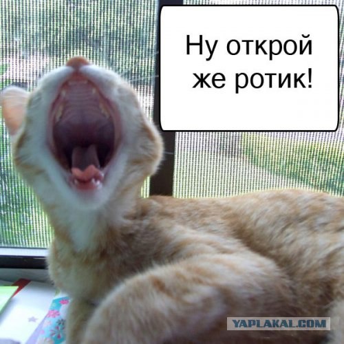 Спорим, зевнешь?))) (28 фото)