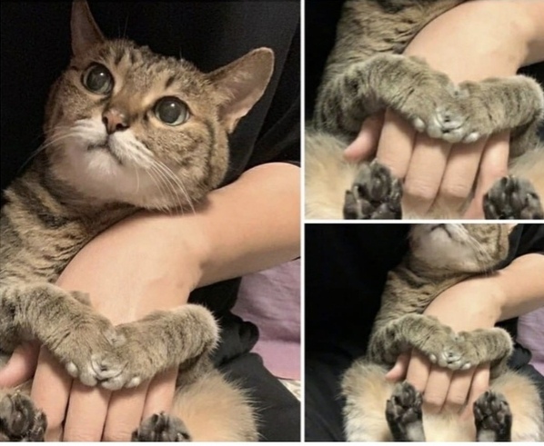 Эти забавные животные