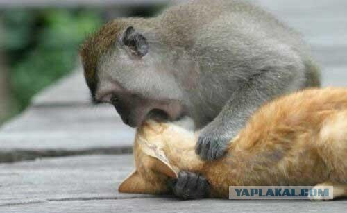 Кошарик играет с обезьянкой