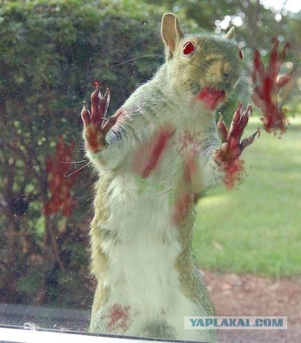 Бесстрашные белки