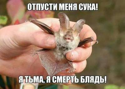 Про Олега летучую мышку